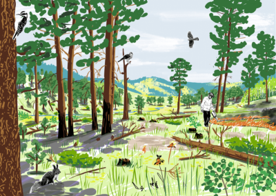 Wildfire Resilience in the St. Vrain Watershed Illustrations