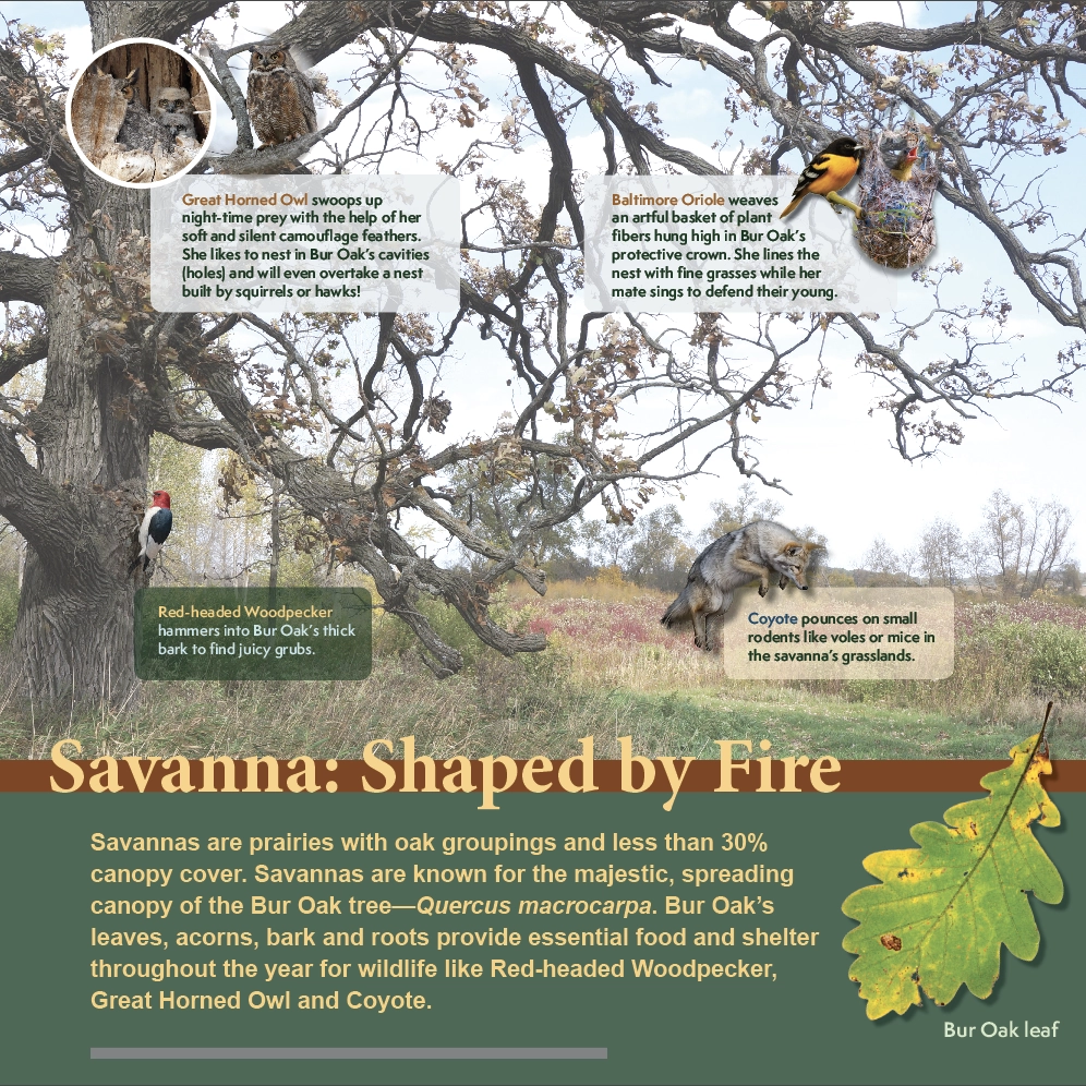Snapshot of Interpretive Trail Signage Design with Savanna ecological theme